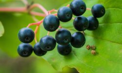 Can black currant oil become a weapon against dry eczema?