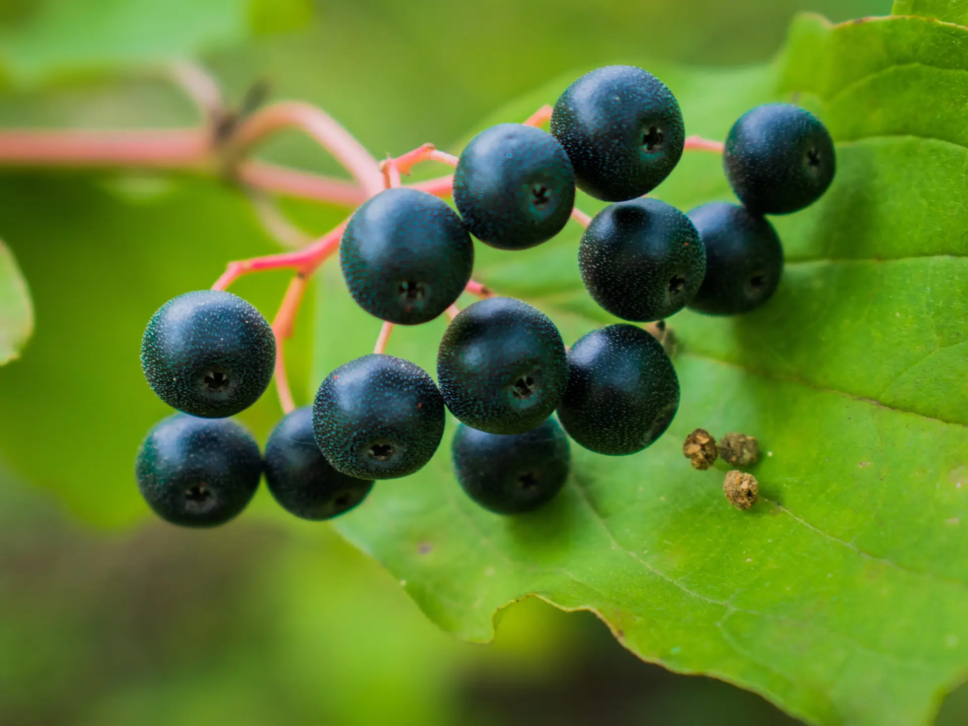 Can black currant oil become a weapon against dry eczema?