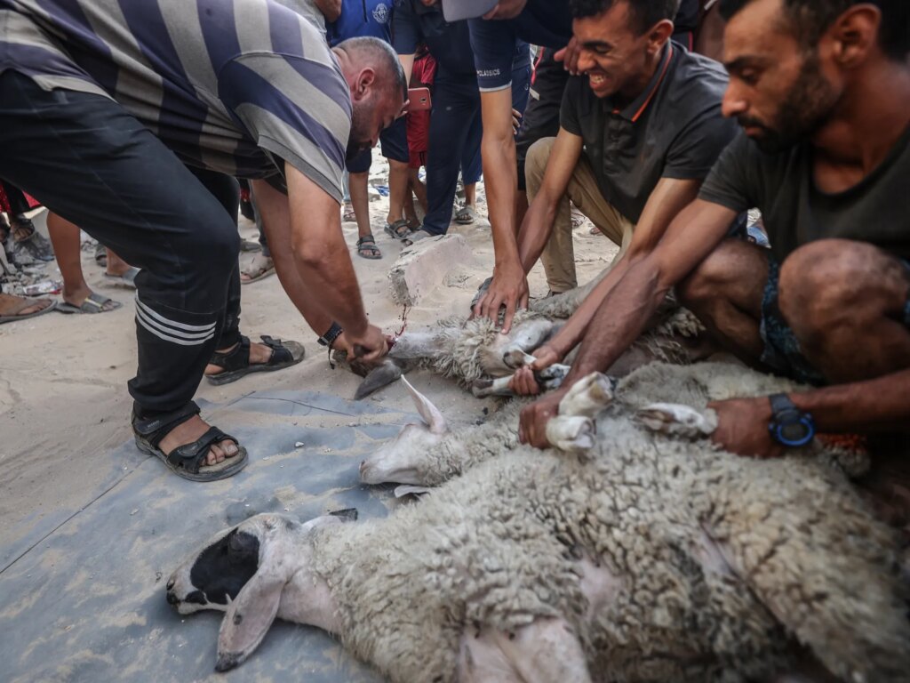 Before slaughtering the sacrifice... important tips that protect you from serious injuries