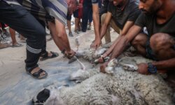 Before slaughtering the sacrifice… important tips that protect you from serious injuries
