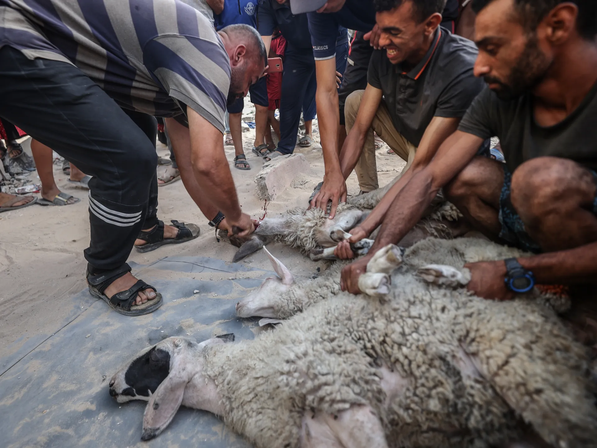 Before slaughtering the sacrifice... important tips that protect you from serious injuries