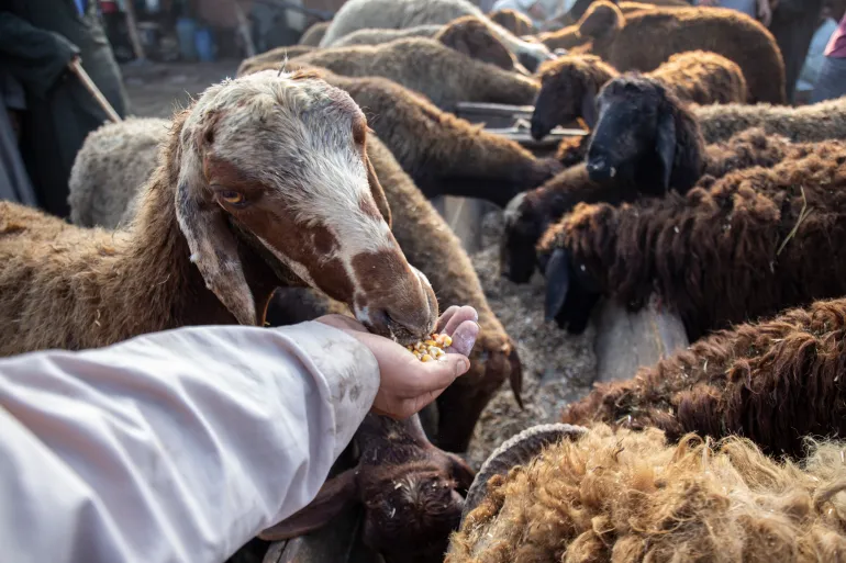 A man feeds sheep, during Cattle traders and customers crowd at livestock "Shubra Bas" market in Menoufia, where people shop for sacrificial cattle ahead of the Muslim's holiday of Eid al-Adha. Eid al-Adha is the holiest feast in Islam, during which Muslims slaughter cattle and sheep to commemorate the willingness of the Prophet Ibrahim to sacrifice his son Ishmael, June 23, 2022 (Photo by Mahmoud Elkhwas/NurPhoto via Getty Images)
