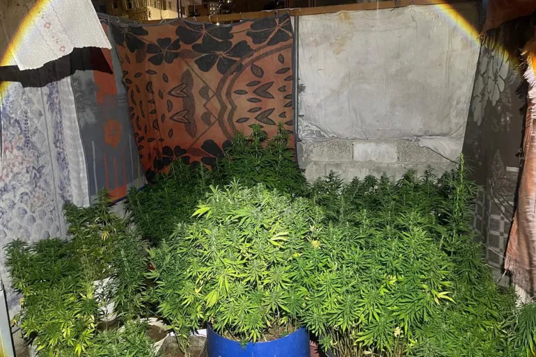 A quantity of marijuana was seized in conjunction with World Anti-Drug Day. Source: Jordanian Public Security