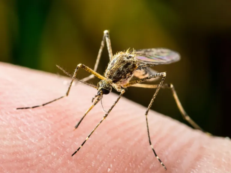 Climate change is expanding the spread of disease-carrying insects to new areas.
