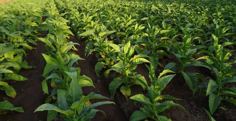 Tobacco, Nicotiana tabacum, Leaves image. Free for use.
