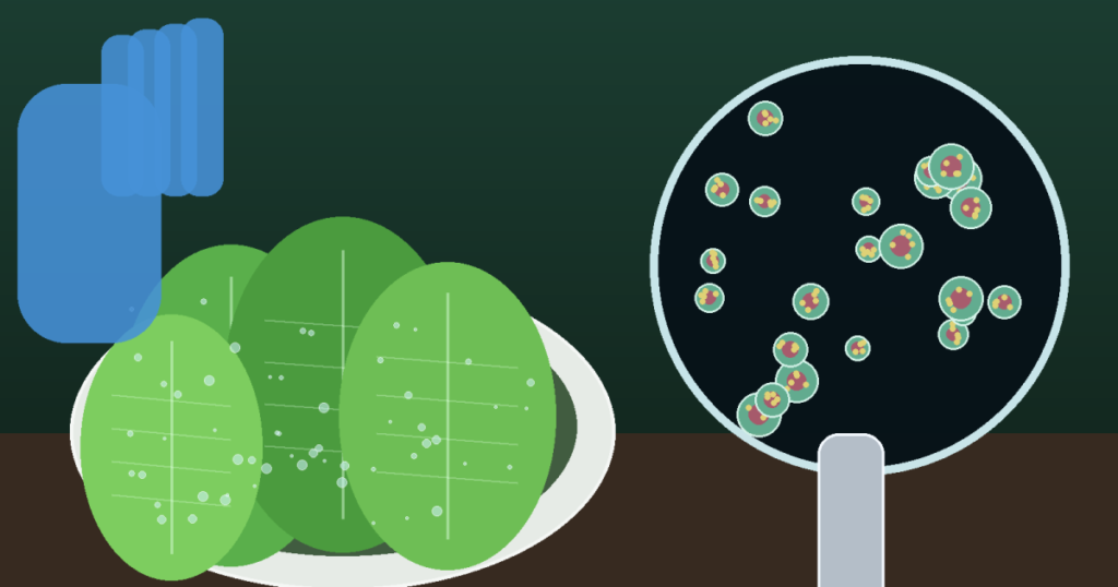 Thousands of infections and an unknown source.. What is the story of the Cyclospora outbreak?