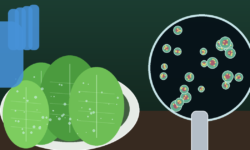 Thousands of infections and an unknown source.. What is the story of the Cyclospora outbreak?