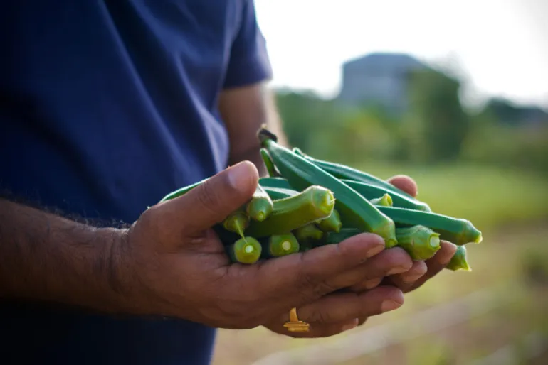 Okra prefers tropical or subtropical conditions to grow as a shrub that bears fruit annually