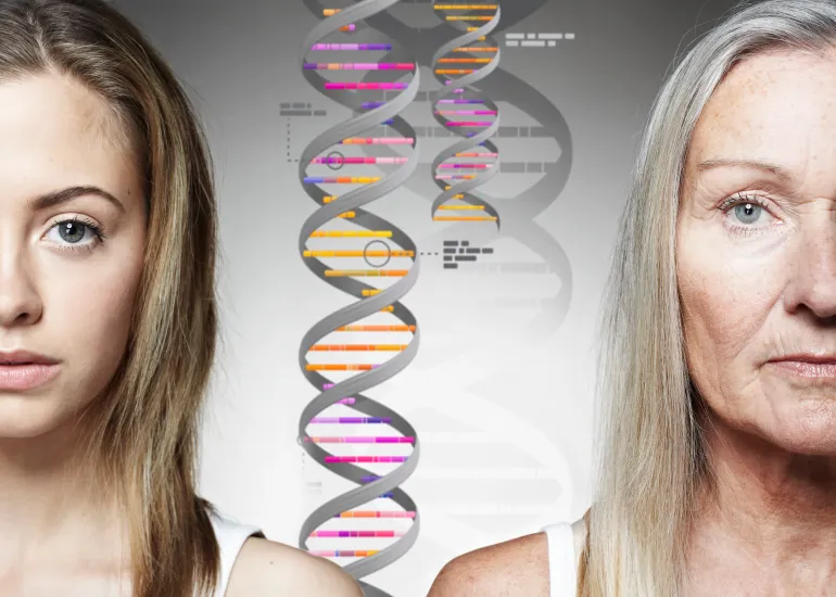 Cells are renewed and replaced according to their functions and the body's need for that
