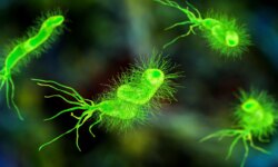 Infection may also lead to cancer.. 5 causes at the forefront
