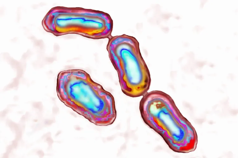 Yersinia Pestis Bacteria Causes Bubonic Plague In Animals And Humans And Usually Is Transmitted By The Bite Of Infected Rat Fleas. Illustration Based On Light Microscope Image At 1000X. (Photo By BSIP/UIG Via Getty Images)