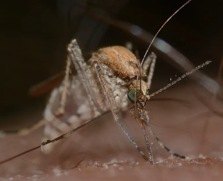 This mosquito is responsible for spreading viruses such as West Nile virus and dengue fever (pixabay).