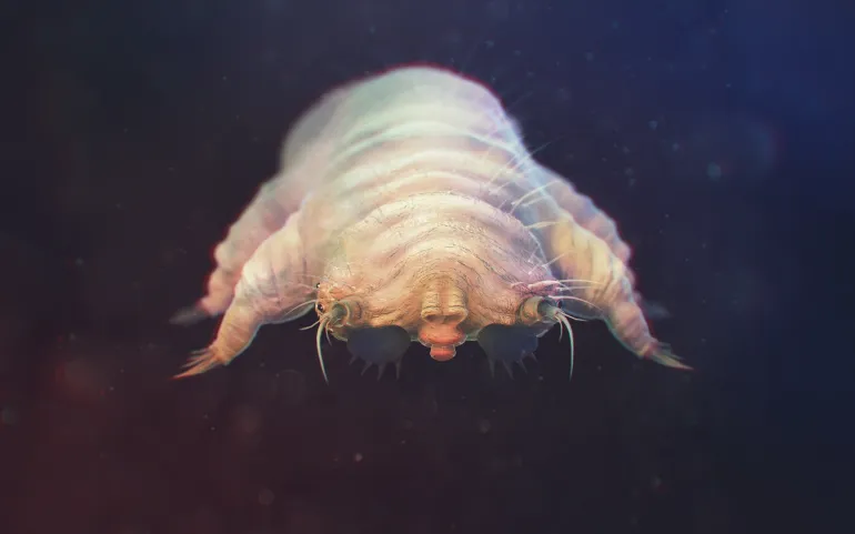 Demodicosis lives in the hair follicles at the base of the eyelashes