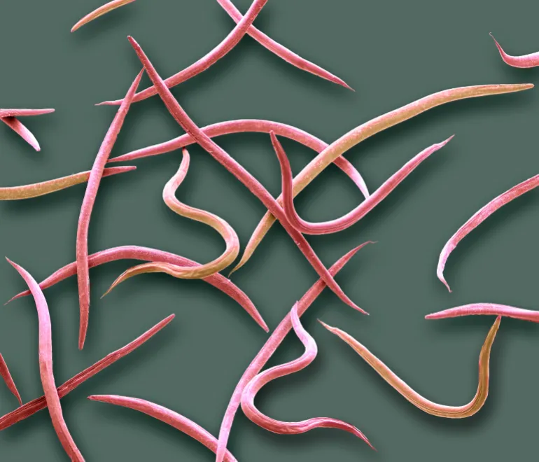 Phasmarhabditis hermaphrodita. Colored scanning electron micrograph (SEM) of Phasmarhabditis hermaphrodita. Phasmarhabditis hermaphrodita is a microscopic nematode in the family Rhabditidae. It is a lethal parasite of the slug. This nematode is commercially reared in a culture with the bacterium Moraxella osloensis and sold as a biological molluscicide for the control of slugs. Magnification: x 80 when printed 10cm wide
